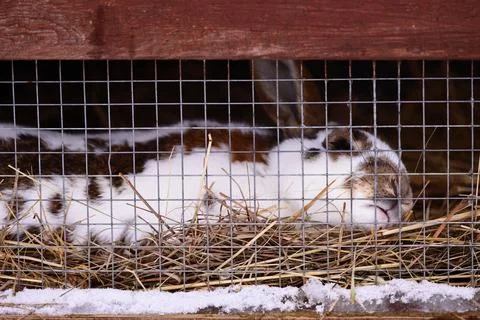 Two rabbits in a small enclosure Stock Photos