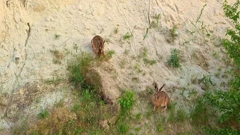 Two rabbits standing on a slope Video stock 111970867