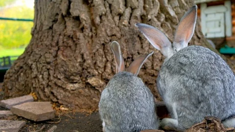 Two rabbits walk near the root of the oak tree. Easter Bunny near the tree Stock Footage 116485431