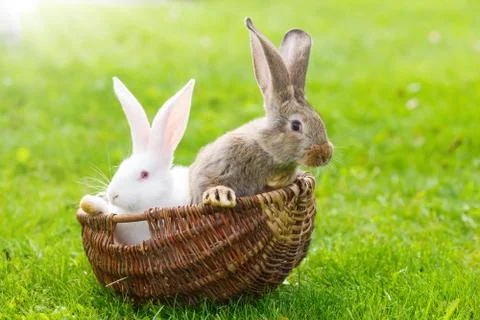 Two rabbits in wicker basket 스톡 사진