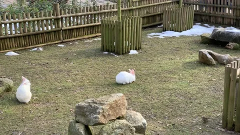 Two rabbits in the zoo Stock Footage 171927139
