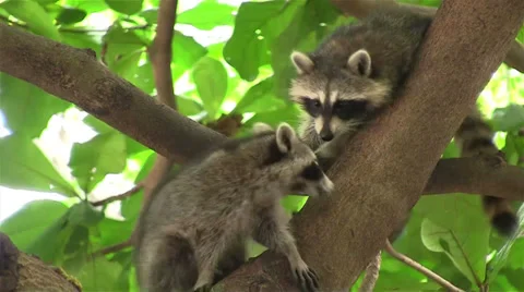 Two raccoons adopt a cute pose in a tree. Stockbeeldmateriaal 34444010