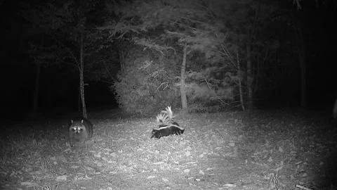 Two Raccoons Encounter Two Striped Skunks During a Tense Feeding Competition Stock Footage 346824540
