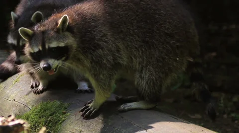 Two Raccoons Stock Footage 32209483