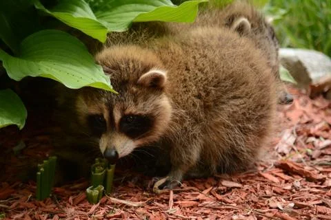 Two Raccoons Stockfoto's