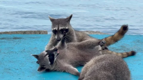 Two raccoons playing and playfully biting each other on a pier near the ocean in Stock Footage 346735498