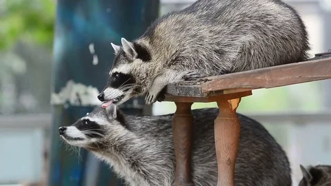 Two raccoons watching Stock Footage 81478505