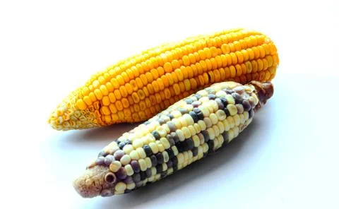 Two race of corn on isolate Stock Photos