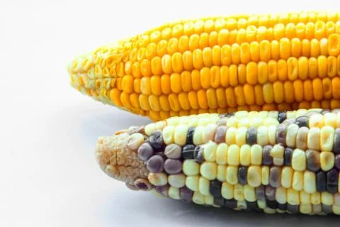 Two race of corn on isolate Stock Photos