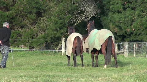 Two race horses galloping around paddock Stock Footage 49576879