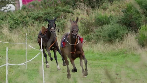 Two Race Horses Galloping Side by Side in Slow Motion Stock Footage 344089163