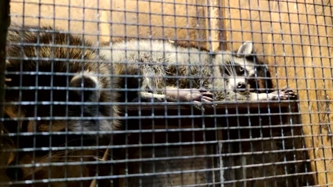 Two racoons in cage Stock Footage 283396290