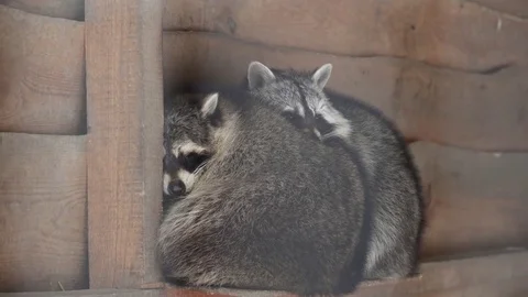 Two racoons hugging each other during the winter Stock Footage