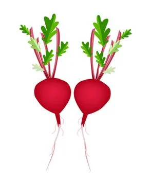 Two Radish Or Beet on White Background Stock Illustration