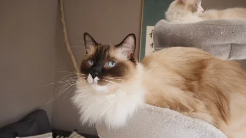 Two ragdoll birman cats on a cat tree 動画素材 130009984