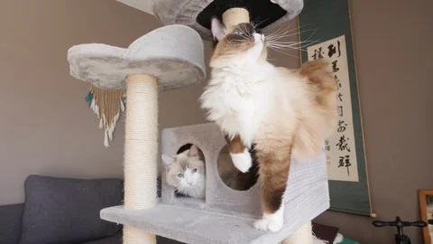 Two ragdoll birman cats on a hideout, on a cat tree (2) Video stock 130012802