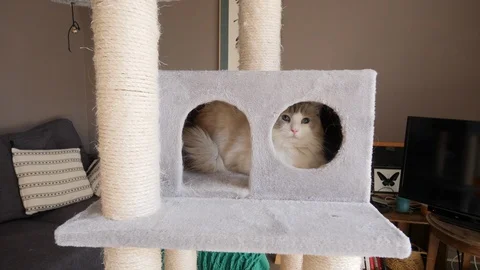 Two ragdoll birman cats on a hideout, on a cat tree Video stock 130012852
