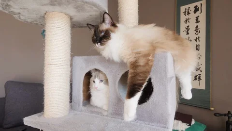 Two ragdoll birman cats on a hideout, on a cat tree (3) Video stock 130012966