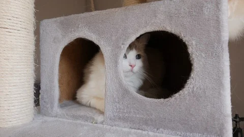 Two ragdoll birman cats playing on a hideout, on a cat tree Video stock 130012896