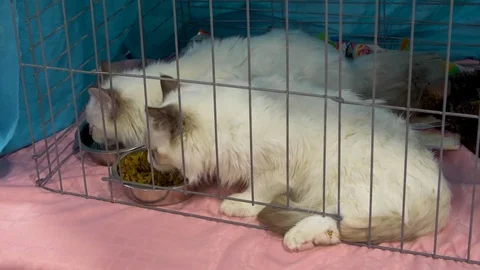 Two Ragdoll cats in cage at cat show side view Stock Footage 80392557