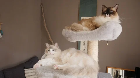 Two ragdoll cats on a cat tree 動画素材 130012717