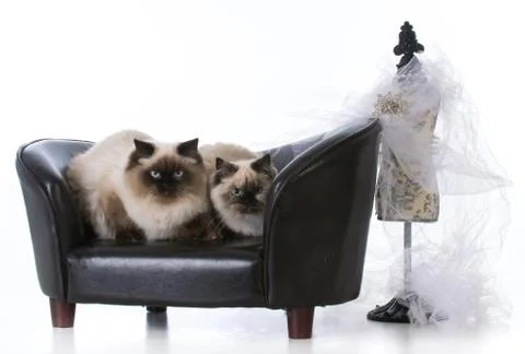 Two ragdoll cats Stock Photos
