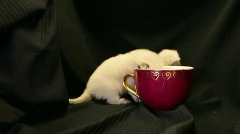 Two ragdoll kittens and red coffee cup 02 Stock Footage 33842050