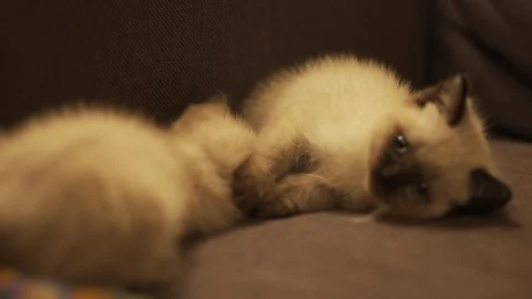 Two ragdoll kittens playing in slow motion Video stock 97569123