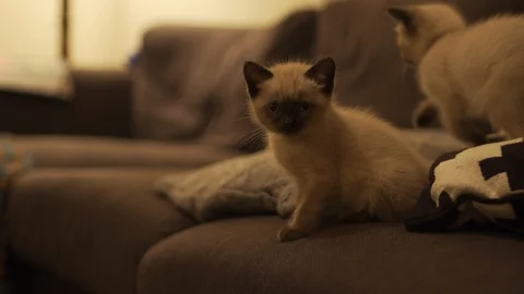Two ragdoll kittens playing in slow motion with shallow depth of field Video stock 97570705