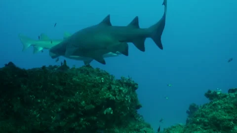Two ragget tooth sharks swimming past each other. Vidéo 297777788