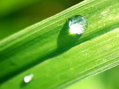 Two rain drops on a blade of grass Stock Photos