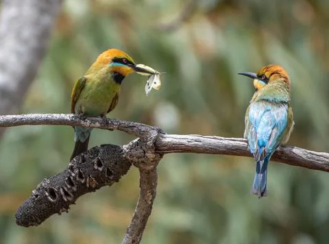 Two rainbow bee eater birds sitting on tree branch feeding another moth Stock Photos