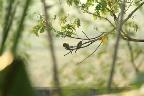 Two Rainbow Bee-eater sitting on the tree branch in the morning with sunlight Stock Photos