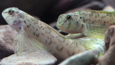 Two rainbow dartes closeup on river bed Stock Footage 74083727