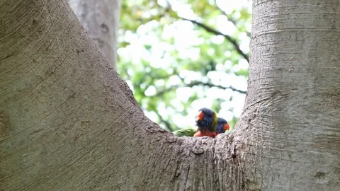 Two rainbow lorikeet parrots playing and feeding on a tree in slow motion Stock Footage 120363216