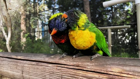 Two Rainbow Lorikeets cleaning and loving each other at the Aquarium of Stock Footage 148181712