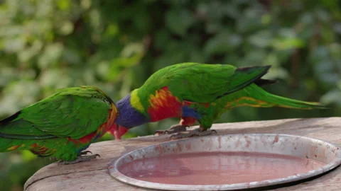 Two Rainbow Lorikeets Drinking Water from Shallow Dish Stock Footage 344043420