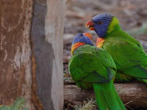 Two rainbow lorikeets having a conversation Stock Photos