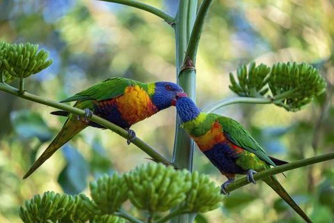 Two Rainbow Lorikeets Pecking On A Tree Stock Photos
