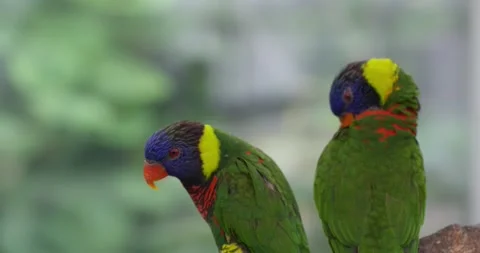 Two Rainbow Lorikeets Perch On Branch While One Preens Colorful Feathers Stock Footage 339740817