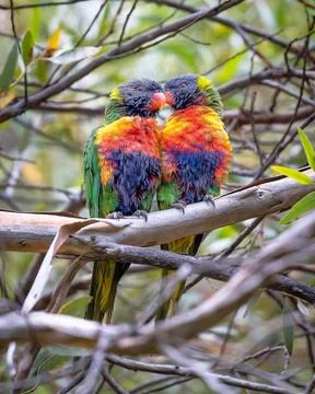 Two Rainbow Lorikeets perched on a tree branch with vibrant and colorful feather Stock Photos