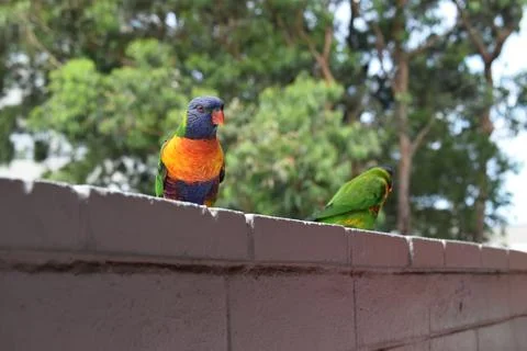 Two Rainbow Lorikeets Perched on a Wall Stock Photos