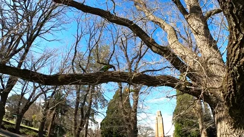 Two rainbow lorikeets playing on branch in park Stock Footage 138344713