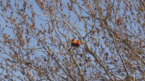 Two Rainbow Lorikeets Sleeping On Tree Branch. Windy Daytime Clear Blue Stock Footage 255404733