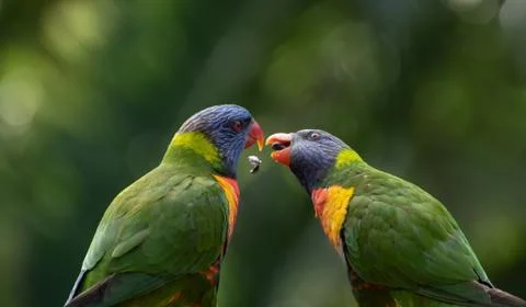 Two Rainbow Lorikeets Taking Seed From Each Other Stock Photos