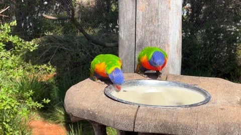 Two rainbow lorikeets. Very beautiful parrots eat and enjoy. Stock Footage 238461925