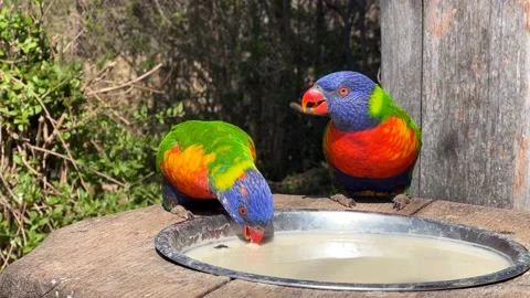 Two rainbow lorikeets. Very beautiful parrots eat and enjoy. Stock Footage 238461948