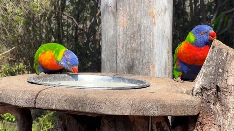 Two rainbow lorikeets. Very beautiful parrots eat and enjoy. Stock Footage 238461954