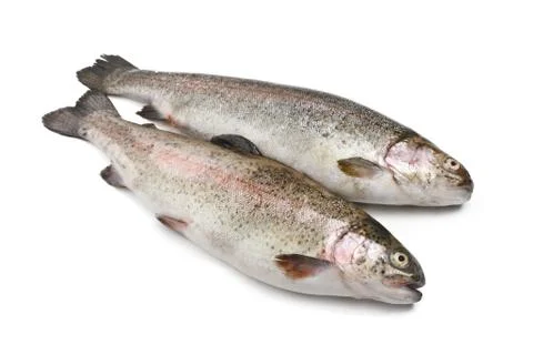 Two rainbow trouts Stock Photos