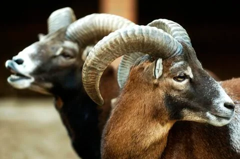 Two ram Stock Photos